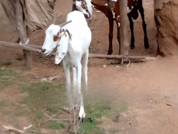 Goats (batch, sex not specified), Goats