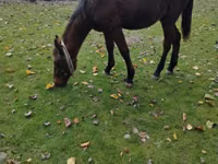 Horse (M), Horses — photo 7