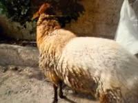公羊, Sheep — 照片 2