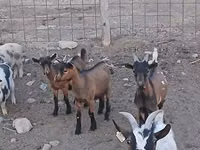 बकरा, Pomellata goat — फ़ोटो 1