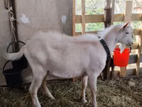 تيس, Saanen goat — الصورة 1
