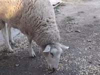 Sheep, Sheep — photo 2