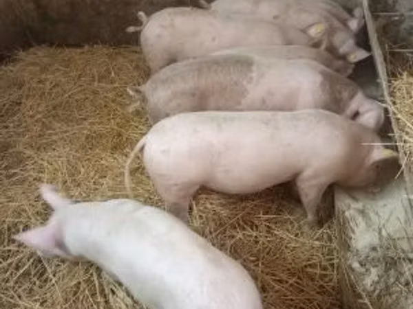Schweine (Partie, Geschlecht nicht angegeben), Schweine