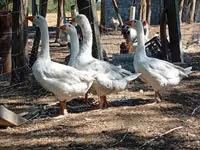 Geese — Foto 3