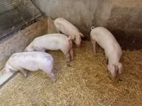 Säue, Schweine — Foto 4