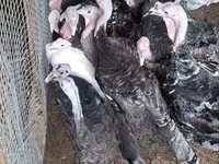 Turkeys — photo 2