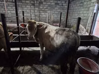 Bull, Red-spotted breed — photo 1