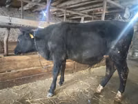 Toro, Ganado vacuno — foto 3
