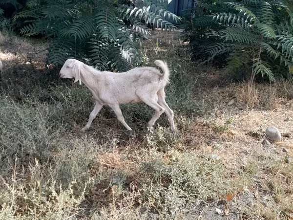 Goat, Nubian Goat