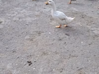 अमेरिकन पेकिन — फ़ोटो 3