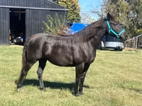 Mare, Black Sea breed — photo 1