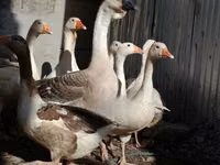 Geese — الصورة 4