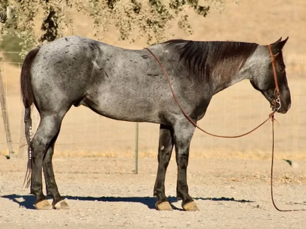 Horse (M), Quarter Horse