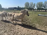 घोड़ी, Fjогd — फ़ोटो 3