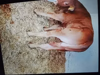 Bull, Cattle — photo 2