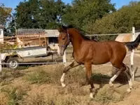 घोड़ा, Dutch warmblood horse — फ़ोटो 6