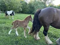 Mare, Gypsy horse — photo 5