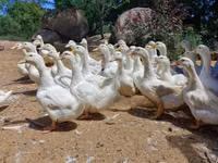 German Pekin — photo 1
