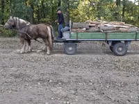 Caballo, Caballos — foto 5
