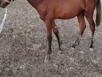 Caballo, Caballos — foto 2