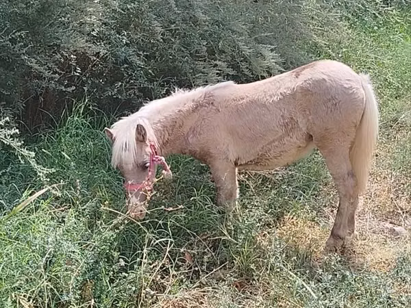 母马, Horses
