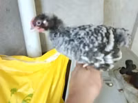 Chickens — الصورة 8