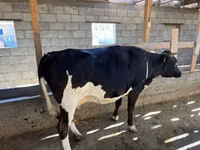 Kuh, Russian Black pied cattle — Foto 1