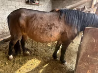 فرس, Horse breed — الصورة 2