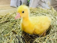 ليندا — الصورة 1