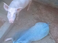 Schweine (Partie, Geschlecht nicht angegeben), Schweine — Foto 2