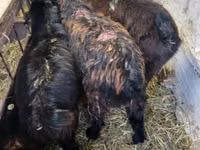 Billy Goat, Goats — photo 4