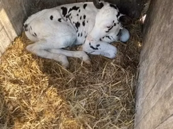 Bulle, Holstein-Rasse