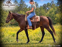 Stute, Quarter Horse — Foto 1