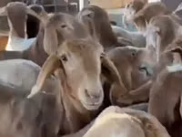 Ram, Sheep — photo 1