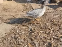 Ducks — الصورة 3
