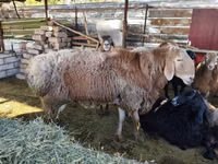 Widder, Arashan sheep — Foto 4