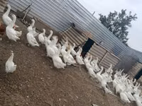 Geese — 照片 5