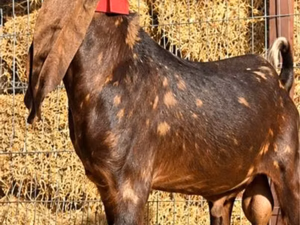 बकरा, Kamori goats