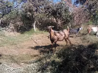 बकरियाँ (लॉट, लिंग निर्दिष्ट नहीं), Beetal goats — फ़ोटो 2