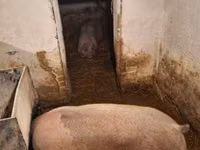 Schweine (Partie, Geschlecht nicht angegeben) — Foto 3