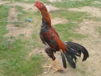 Chickens — Foto 2