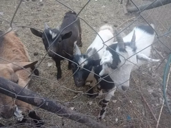 Goats (batch, sex not specified), Goats