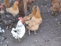 Chickens — photo 1