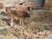 ثور, الماشية — الصورة 6