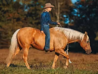 Hengst, Quarter Horse — Foto 7