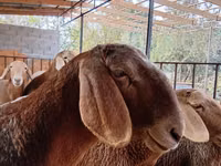 Oveja, Arashan sheep — foto 1