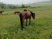Caballo, Caballos — foto 1
