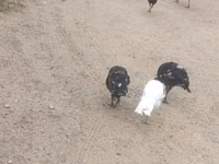 Guinea fowl — photo 2
