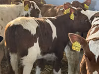 牛只（批次，未指定性别）, Cattle — 照片 7