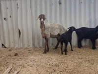 Schaf, Arashan sheep — Foto 2